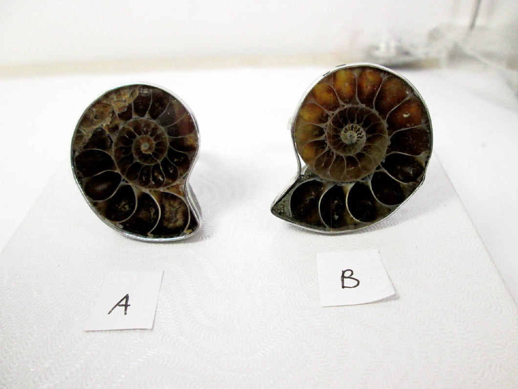 nautilus shell ring