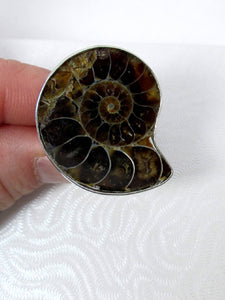 ammonite ring