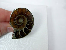 Load image into Gallery viewer, fossil ring